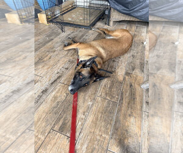 Medium Photo #6 Mutt Puppy For Sale in Imlay City, MI, USA