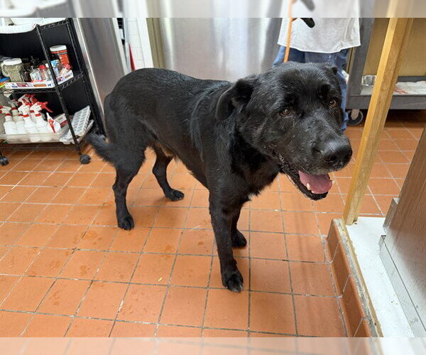 Medium Photo #1 Labrador Retriever-Unknown Mix Puppy For Sale in Camarillo, CA, USA