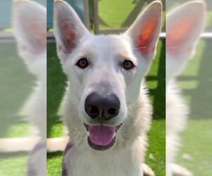 - Mix Dogs for adoption in Phoenix, AZ, USA