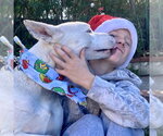 Small Photo #3 American Staffordshire Terrier-Siberian Husky Mix Puppy For Sale in San Juan Capistrano, CA, USA