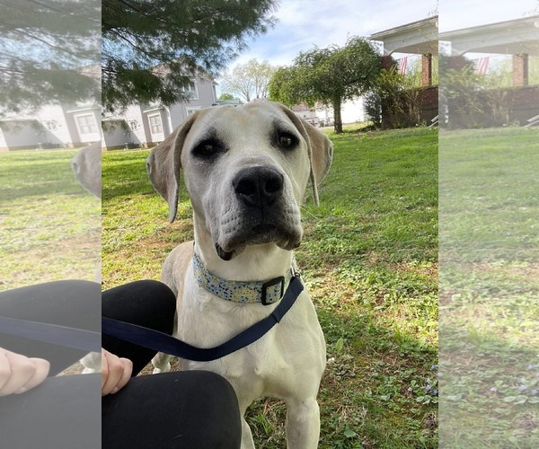 Medium Photo #5 Labrador Retriever-Unknown Mix Puppy For Sale in Germantown, OH, USA