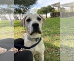 Small #4 Labrador Retriever Mix