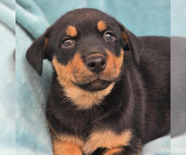 Medium Photo #4 Mutt Puppy For Sale in San Diego, CA, USA