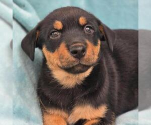 Eureka Pup - Taggart - Male Mutt Dog for Adoption - Photo #4