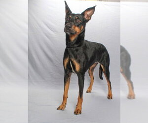 Doberman Pinscher-German Shepherd Dog Mix Dogs for adoption in Burbank, CA, USA