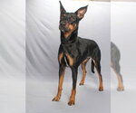 Small Doberman Pinscher-German Shepherd Dog Mix