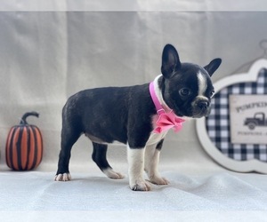 Boston Terrier Puppy for sale in LANCASTER, PA, USA
