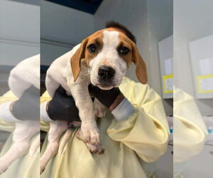 Mutt Dogs for adoption in Martinsburg, WV, USA