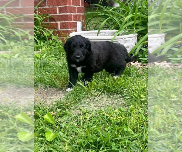 Medium Photo #2 Retriever -Unknown Mix Puppy For Sale in HOPKINSVILLE/PRINCETON, KY, NH, USA