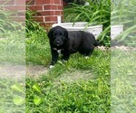 Small #1 Retriever  Mix