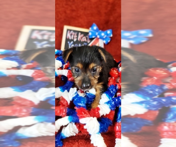 Medium Photo #4 Yorkshire Terrier Puppy For Sale in AKRON, OH, USA