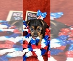 Small #2 Yorkshire Terrier
