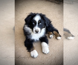 Australian Shepherd Puppy for sale in MICAVILLE, NC, USA