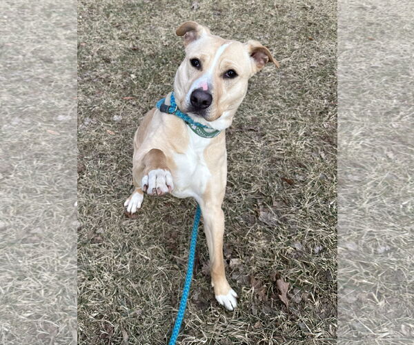 Medium Photo #4 Labrador Retriever-Unknown Mix Puppy For Sale in Rockaway, NJ, USA