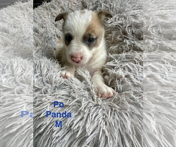 Medium Photo #1 Mutt Puppy For Sale in Oakhurst, NJ, USA