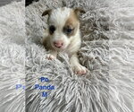 Small Mutt
