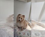 Small #3 Pomeranian