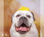 Small #15 American Bulldog Mix
