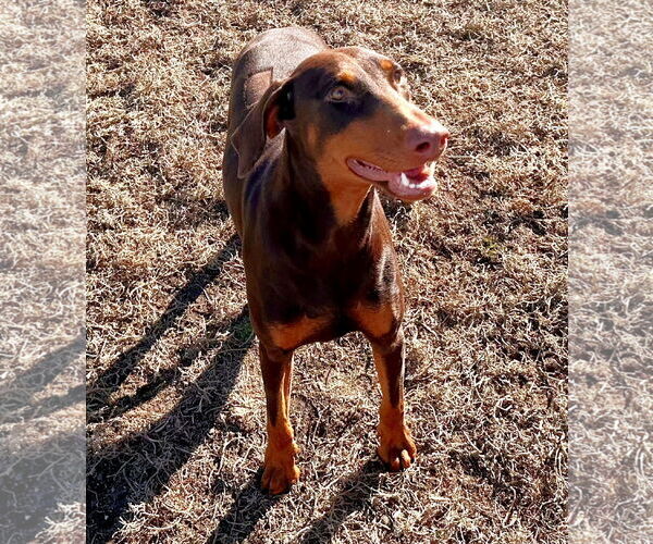 Medium Photo #2 Doberman Pinscher Puppy For Sale in Omaha, NE, USA