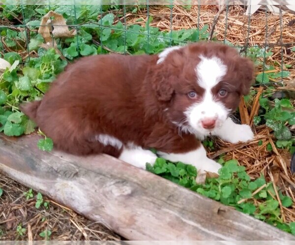 Medium Photo #3 Aussiedoodle Miniature  Puppy For Sale in LAURA, OH, USA