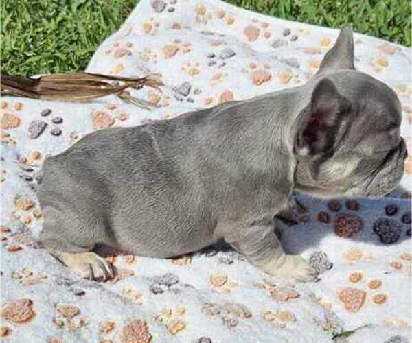 Medium Photo #5 French Bulldog Puppy For Sale in FORT MYERS, FL, USA