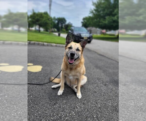 Medium Photo #4 German Shepherd Dog-Unknown Mix Puppy For Sale in Caldwell, NJ, USA