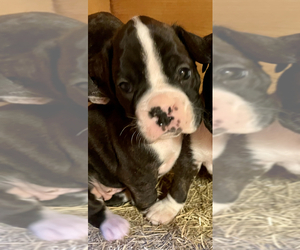 Boxer Puppy for sale in NICEVILLE, FL, USA