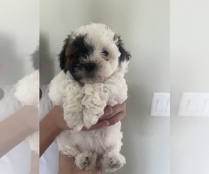 ShihPoo Puppy for sale in SPRING HILL, FL, USA
