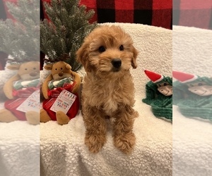 Goldendoodle (Miniature) Puppy for sale in SYLMAR, CA, USA