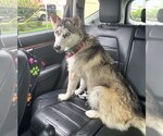 Small Siberian Husky