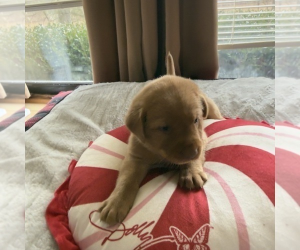 Medium Photo #4 Labrador Retriever Puppy For Sale in ELIZABETH, WV, USA