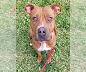 Staffordshire Bull Terrier-Unknown Mix Dogs for adoption in Fort Lauderdale, FL, USA