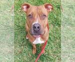 Small Staffordshire Bull Terrier Mix