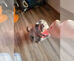 Small #5 American Pit Bull Terrier-Labrador Retriever Mix