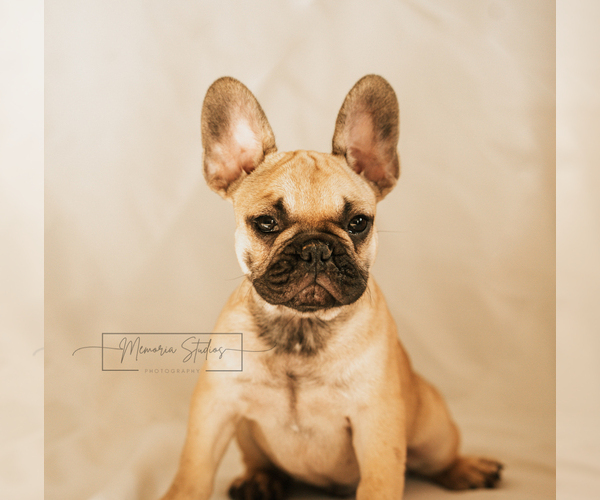 Medium Photo #6 French Bulldog Puppy For Sale in FAIRFIELD, CA, USA