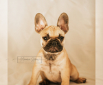 Small Photo #6 French Bulldog Puppy For Sale in FAIRFIELD, CA, USA