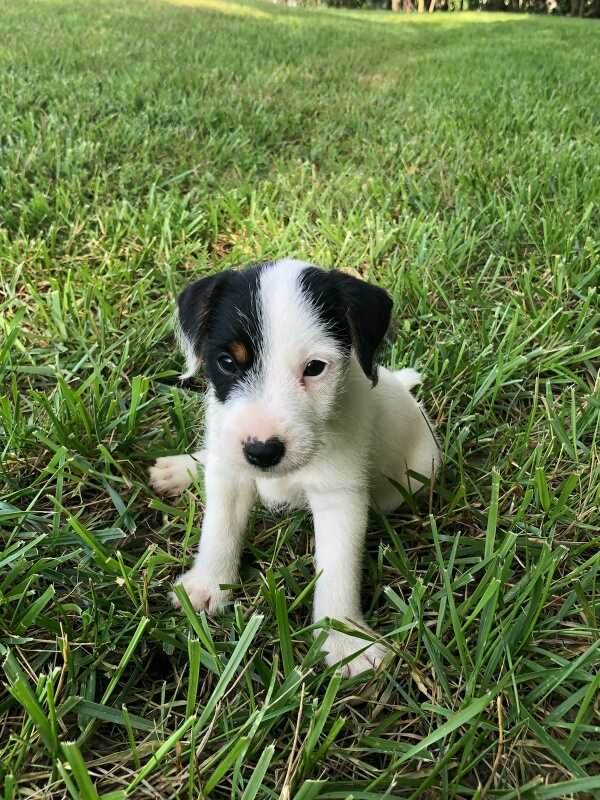 Medium Photo #1 Jack Russell Terrier Puppy For Sale in BONNIE, IL, USA
