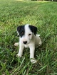 Small Photo #1 Jack Russell Terrier Puppy For Sale in BONNIE, IL, USA