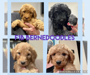 Bernedoodle Puppy for Sale in ELIZABETH, Colorado USA