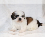 Small #2 Shih Tzu