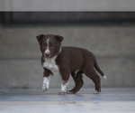 Small Photo #2 Australian Cattle Dog-Hangin Tree Cowdog Mix Puppy For Sale in PUEBLO, CO, USA