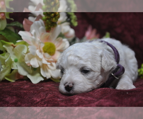Medium Photo #10 Bichon Frise Puppy For Sale in BREMEN, GA, USA