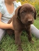 Small Photo #4 Labrador Retriever Puppy For Sale in JARRELL, TX, USA