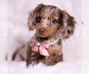 Dachshund Puppy for Sale in WARSAW, Indiana USA