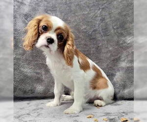 Cavalier King Charles Spaniel Dogs for adoption in Lincolnwood, IL, USA