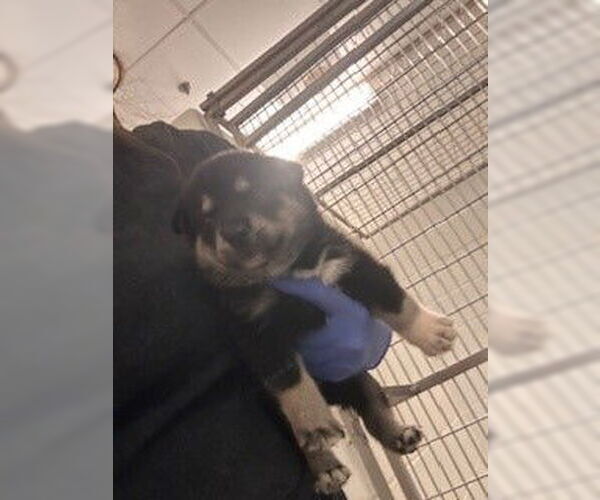 Medium Photo #2 German Shepherd Dog-Unknown Mix Puppy For Sale in Houston, TX, USA