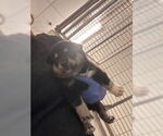 Small #1 German Shepherd Dog Mix