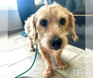 Unknown-Wheaten Terrier Mix Dogs for adoption in Washington, DC, USA