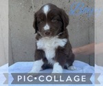 Small #3 Miniature Australian Shepherd