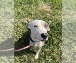 Small #3 American Pit Bull Terrier Mix